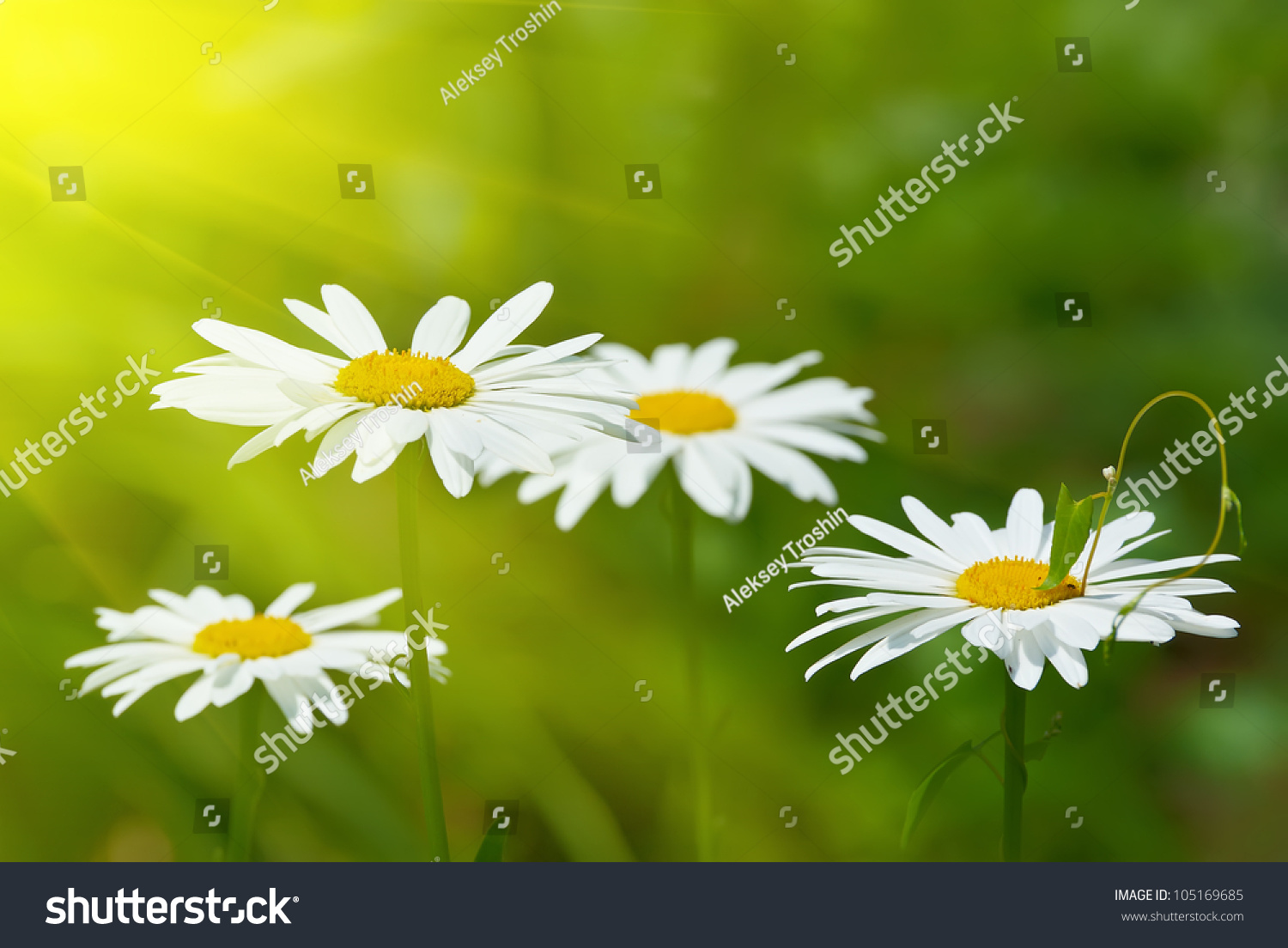 White And Yellow Daisies Stock Photo 105169685 : Shutterstock