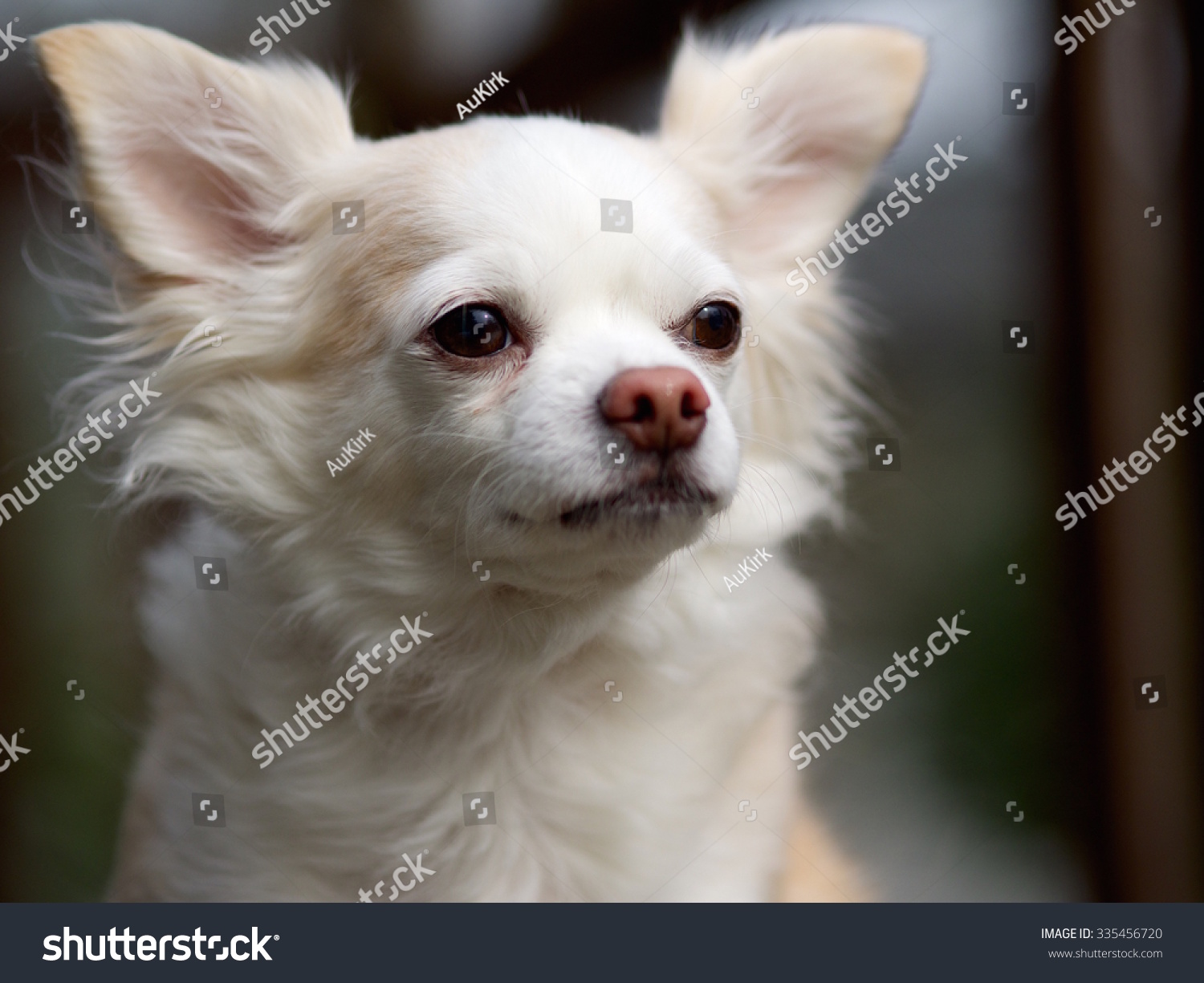 white long haired chihuahua