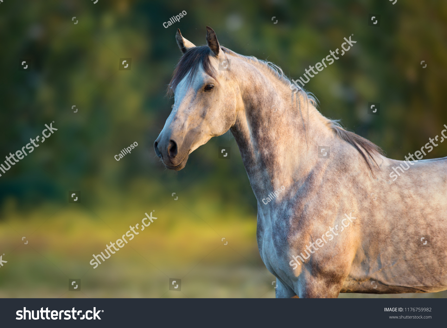 White Arabian Horse Portrait Sunrise Light Stock Photo 1176759982 ...