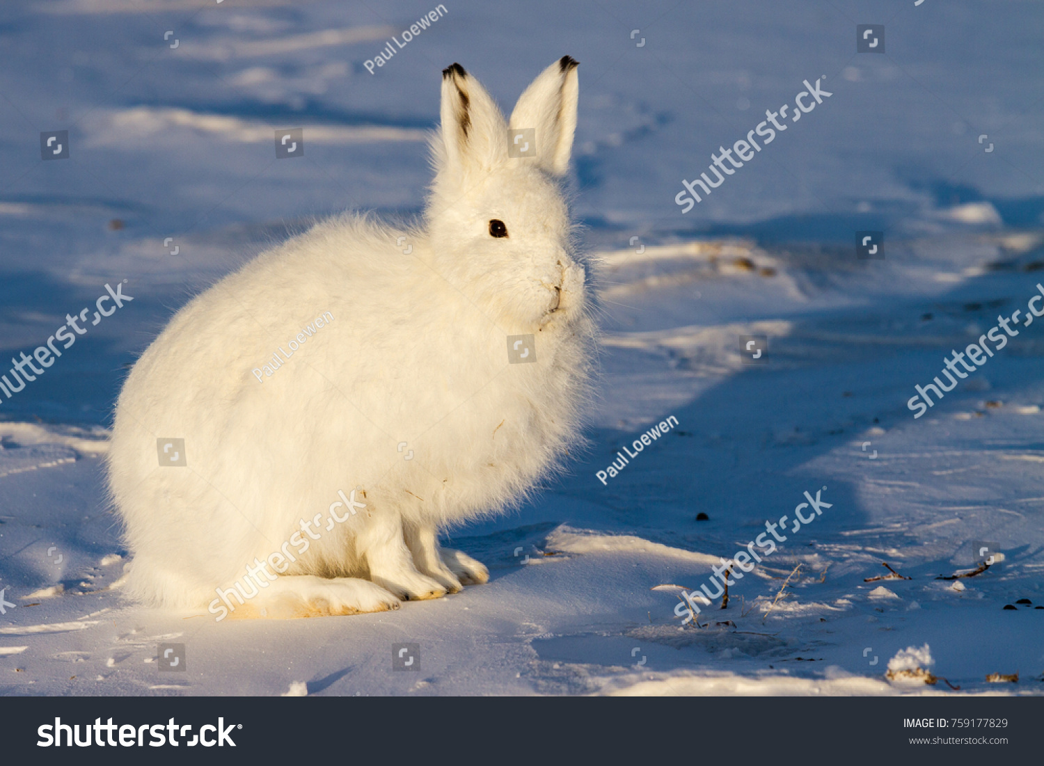 雪の中の白い北極野ウサギ の写真素材 今すぐ編集