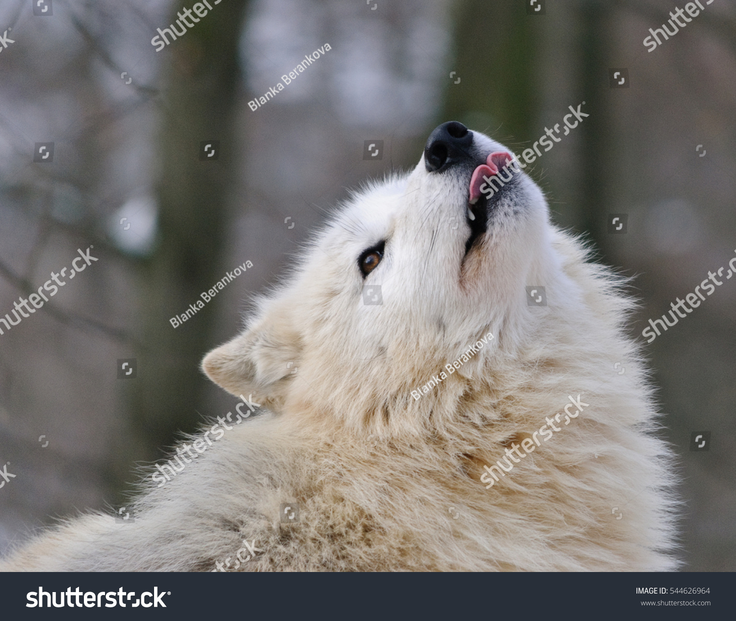 White Arctic Wolf Tongue Out Close Stock Photo (Edit Now) 544626964