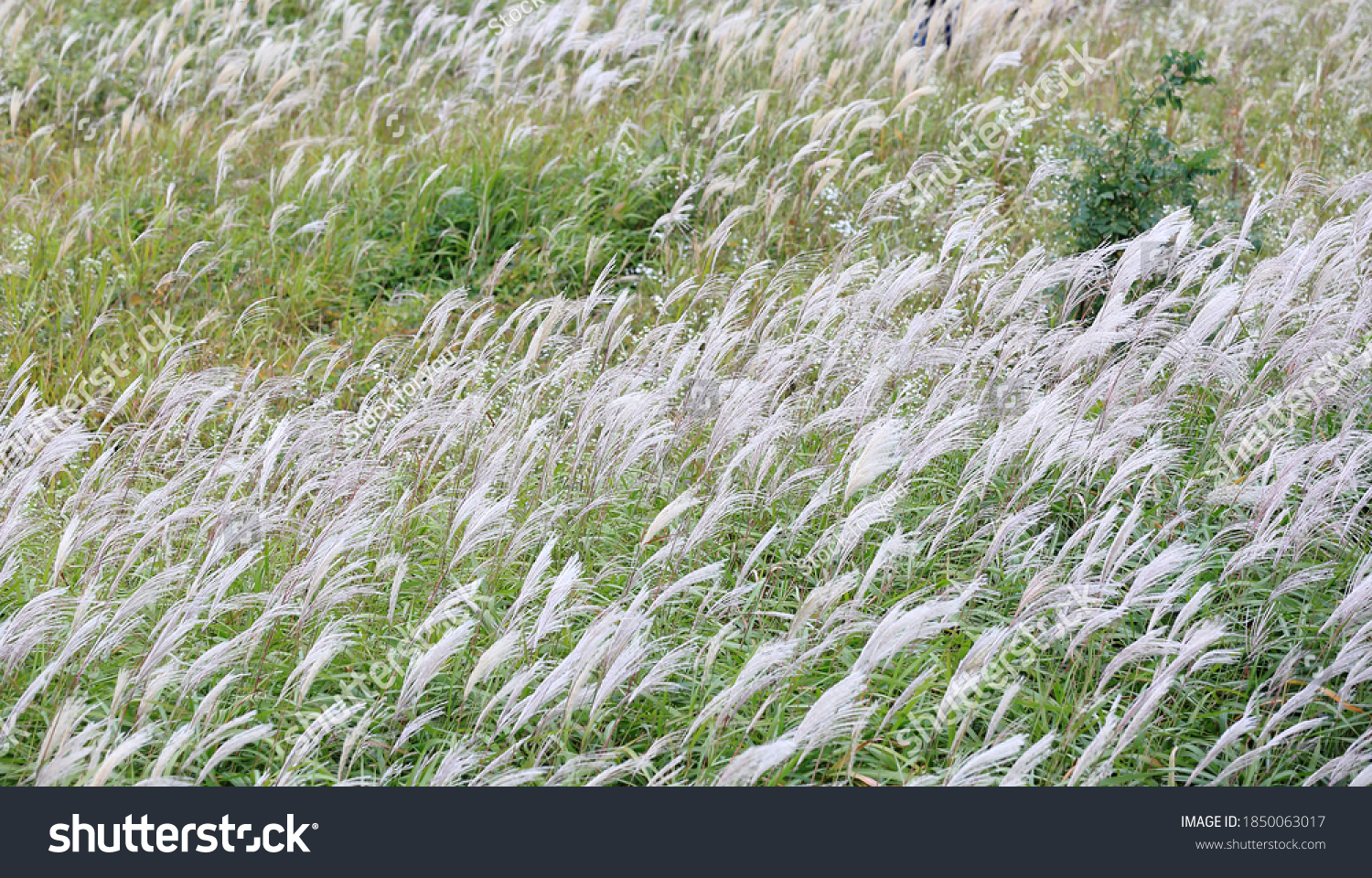 White Autumnal Silver Grass Siheung Tidal Stock Photo Edit Now