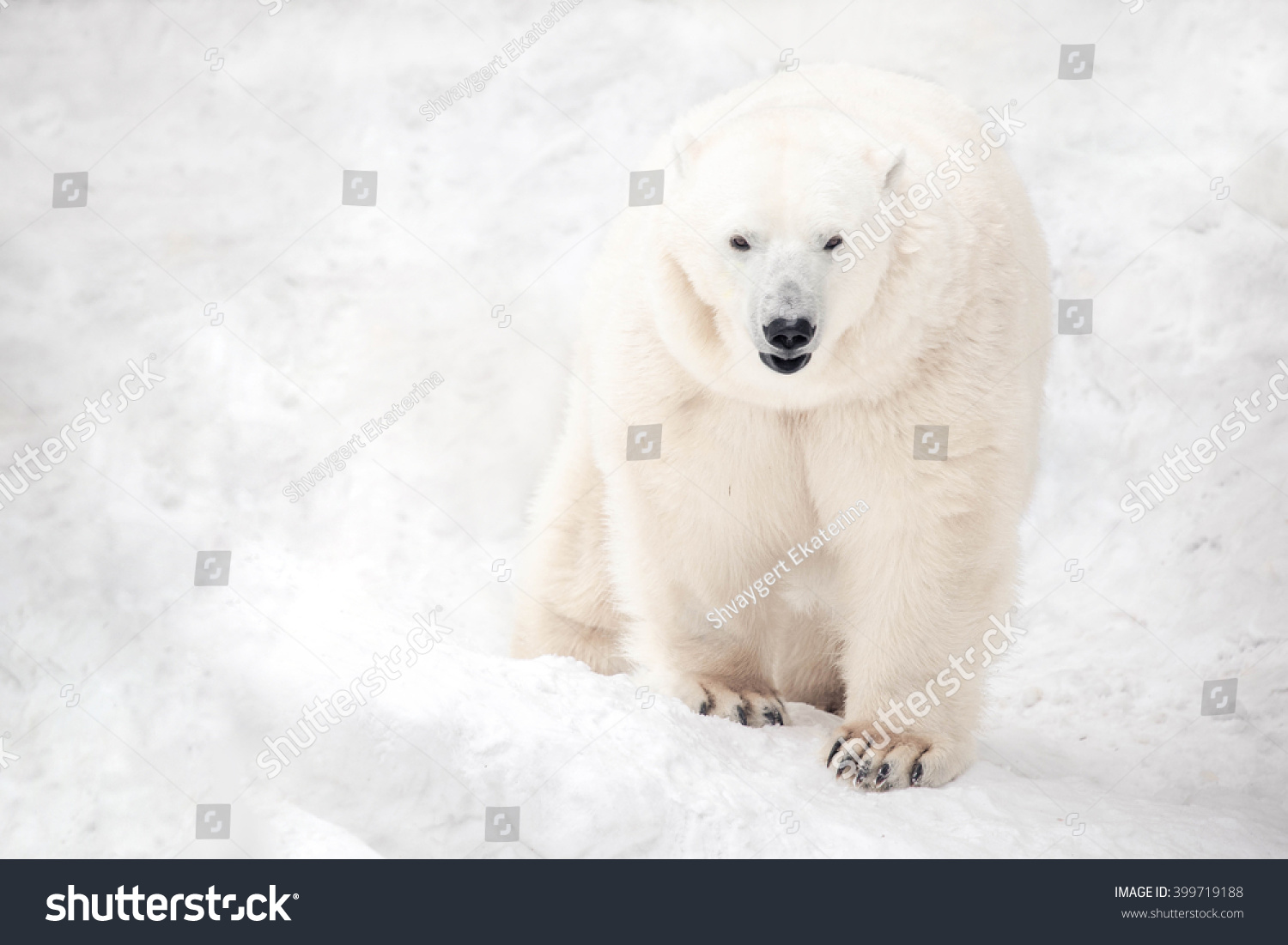 fluffy white bear