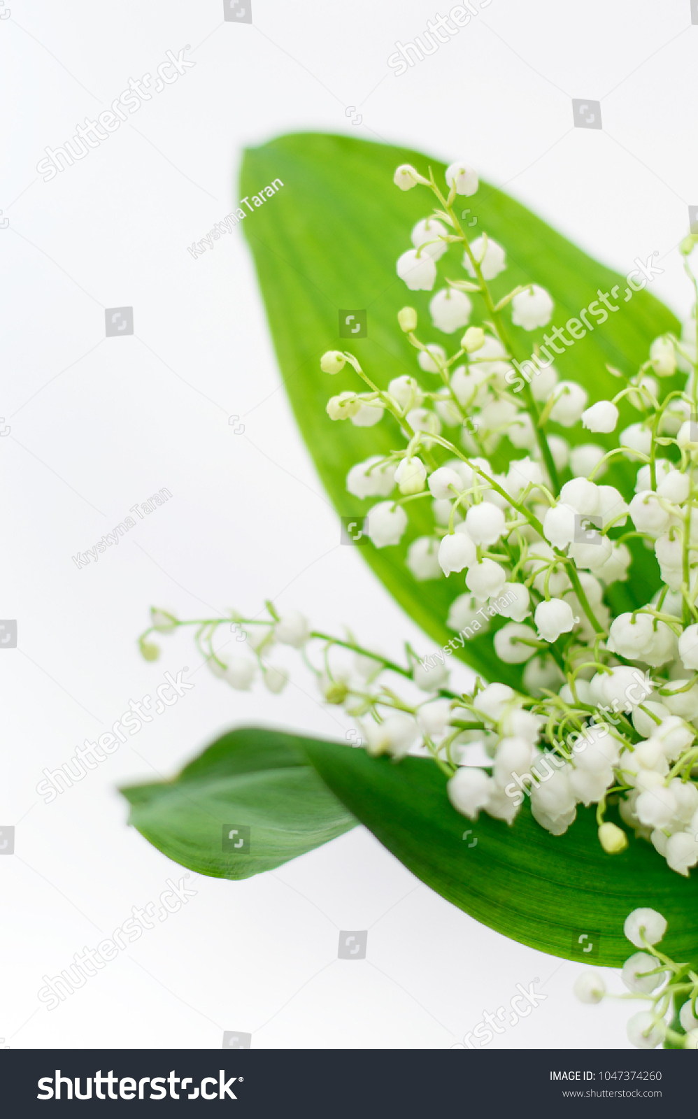 White Bell Flower Lilies Valley Convalia Stock Photo Edit Now