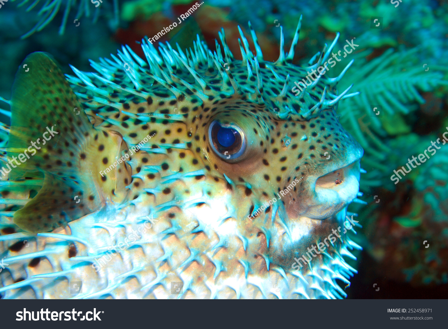 White Belly Blowfish Stock Photo 252458971 - Shutterstock