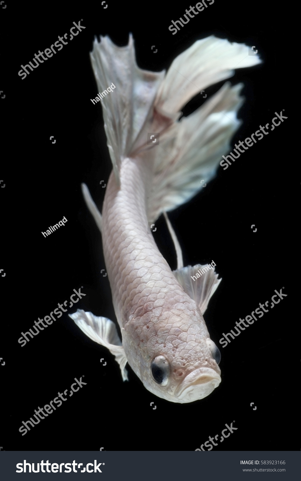 Movie porn texas Pussy betta fish