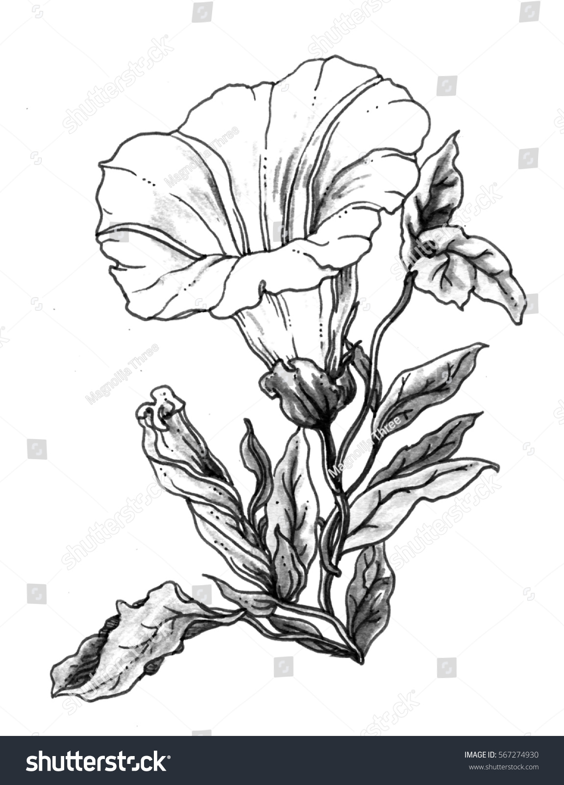 White Bindweed Flower Blossom Botanical Retro Stock Illustration 567274930