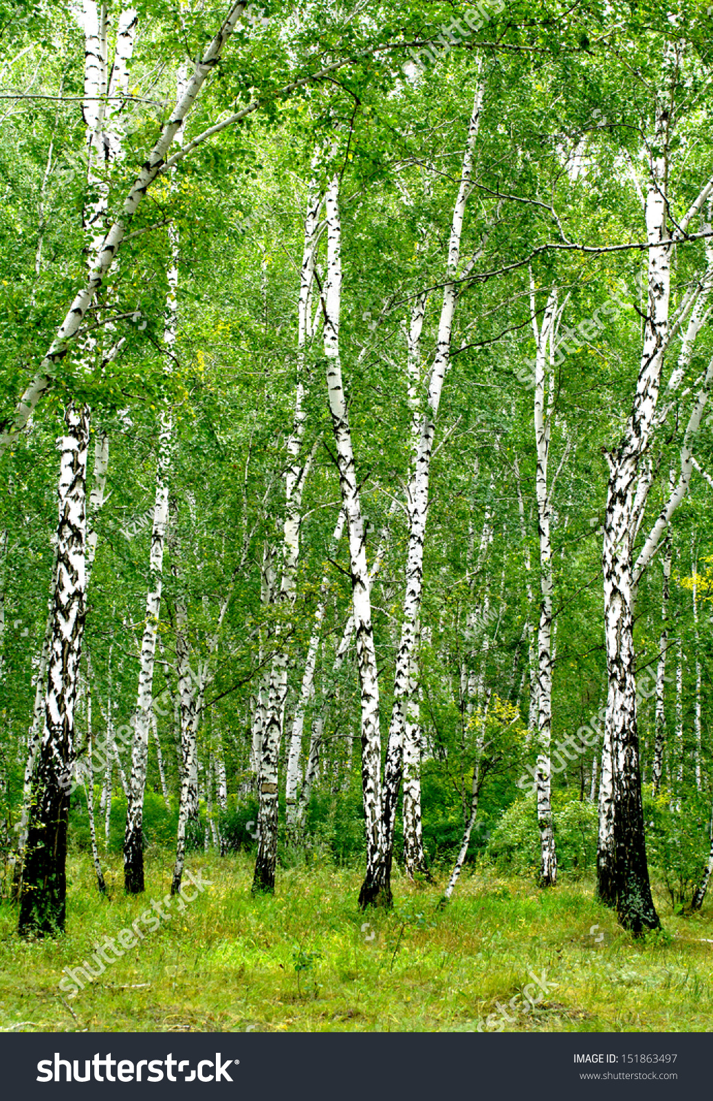 White Birch Trees In The Forest In Summer Stock Photo 151863497 ...