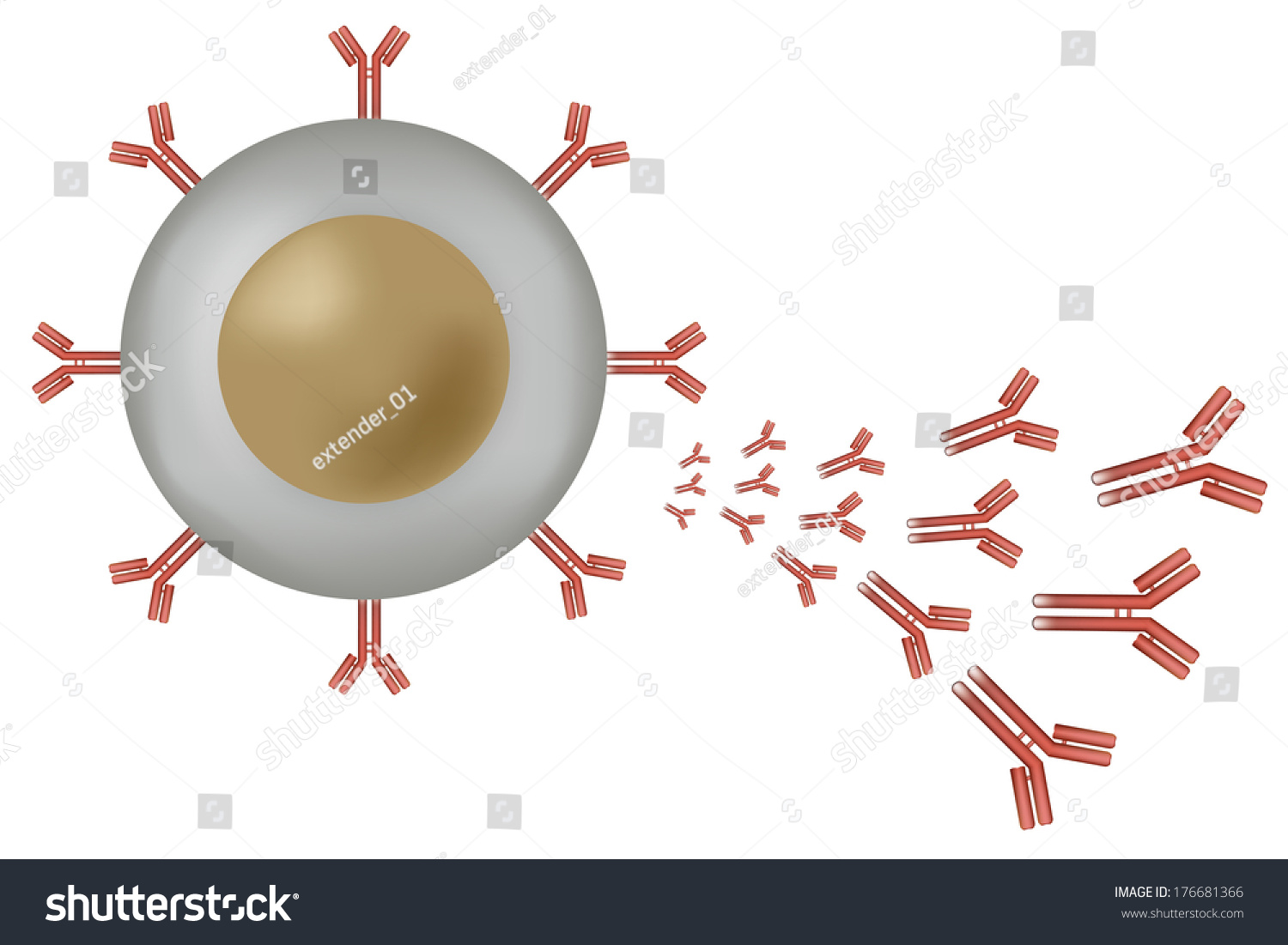 White Blood Cell B Lymphocyte Producing Stock Illustration 176681366