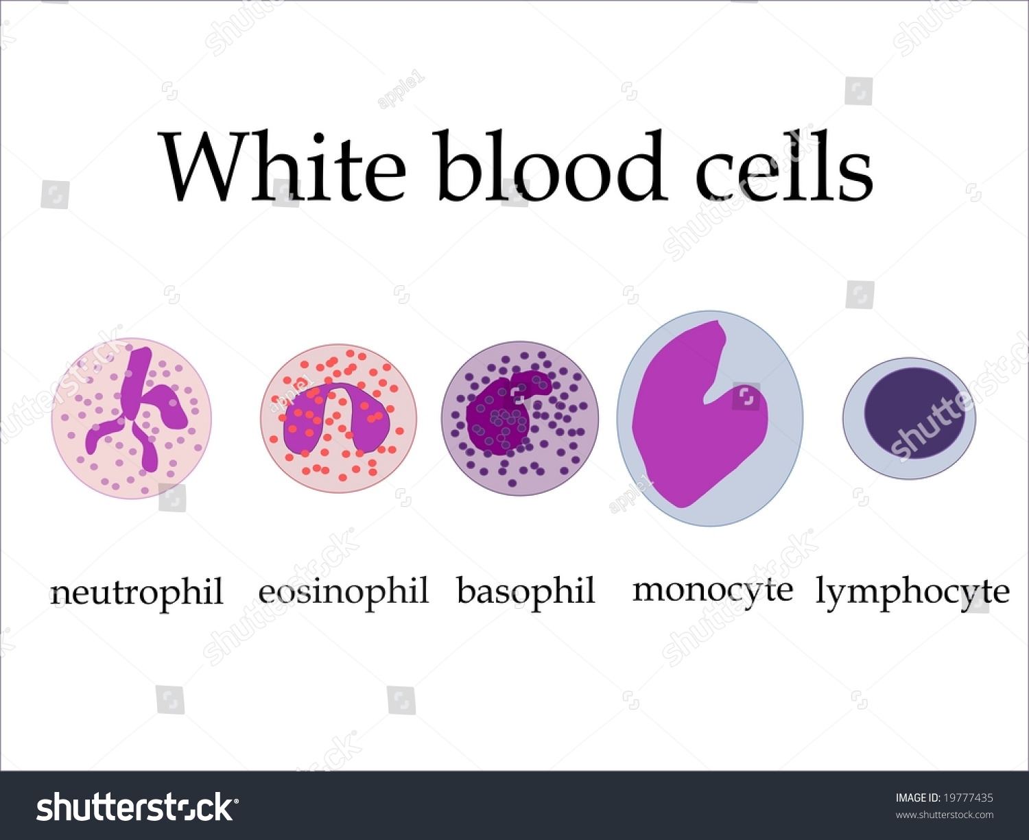 Easy White Blood Cell Drawing Diagram Of Wbc Structure (Eosinophil Cell ...