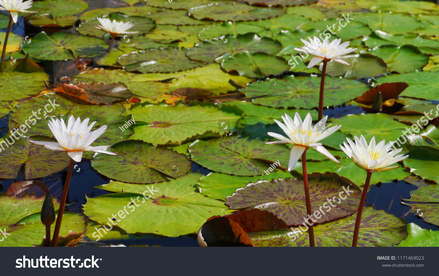 White Blooming Lotus Flowers Water Lily Stock Photo Edit Now
