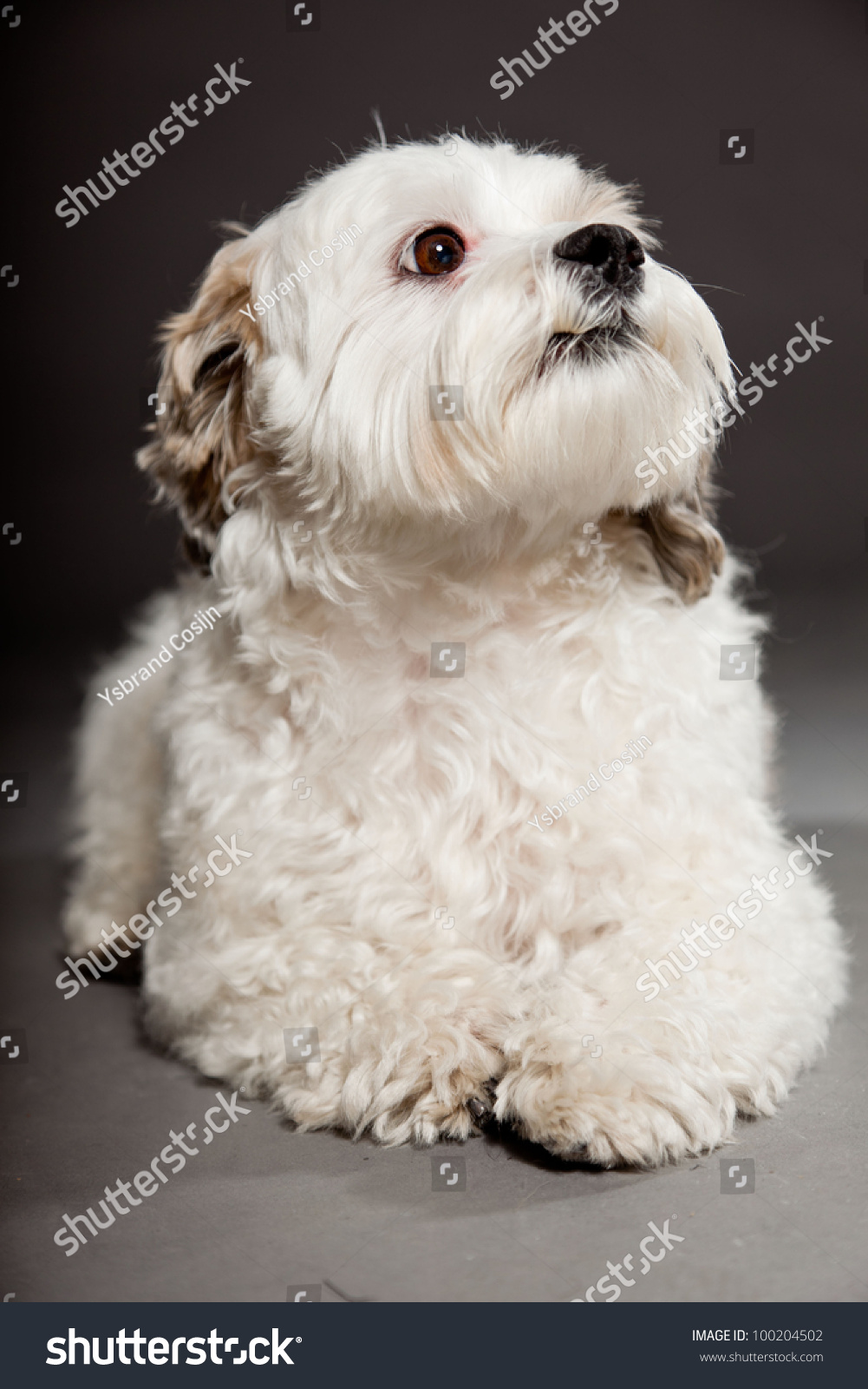 White Boomer Dog Isolated On Dark Stock Photo Edit Now