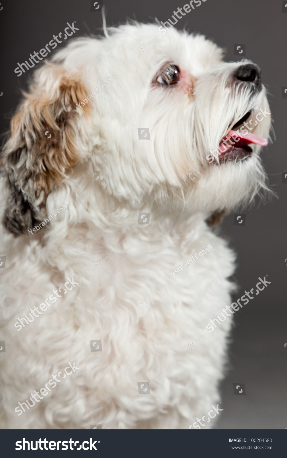 White Boomer Dog Isolated On Dark Stock Photo Edit Now