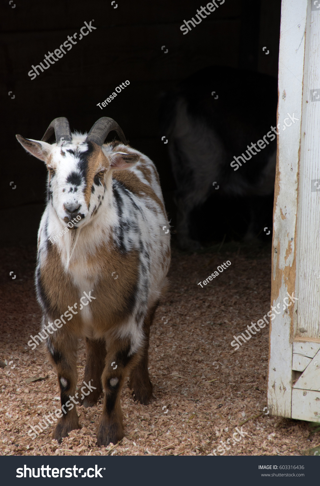 White Brown Gray Pygmy Goat Curled Animals Wildlife Nature