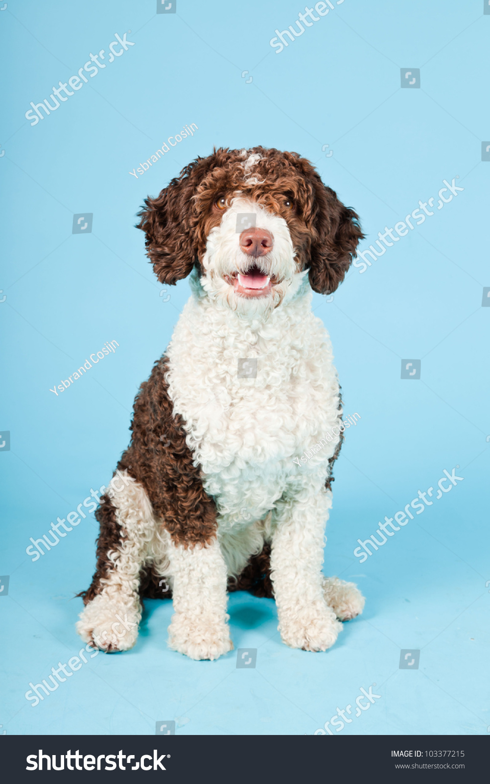 White Brown Spanish Waterdog Isolated On Stock Photo Edit Now 103377215