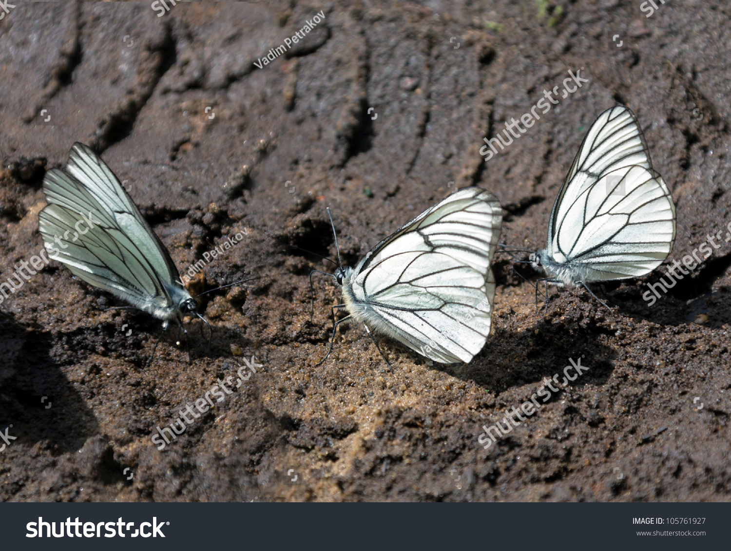 White Butterflies Drink Water On Wet Stock Photo 105761927 - Shutterstock