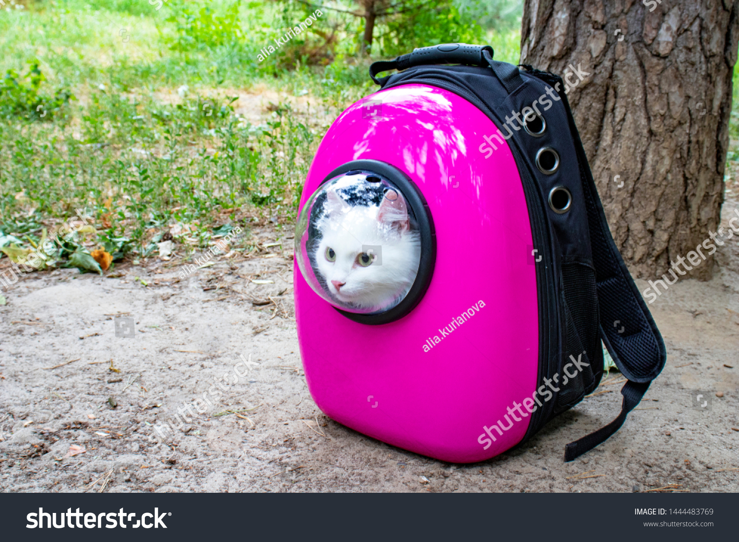 cat porthole backpack