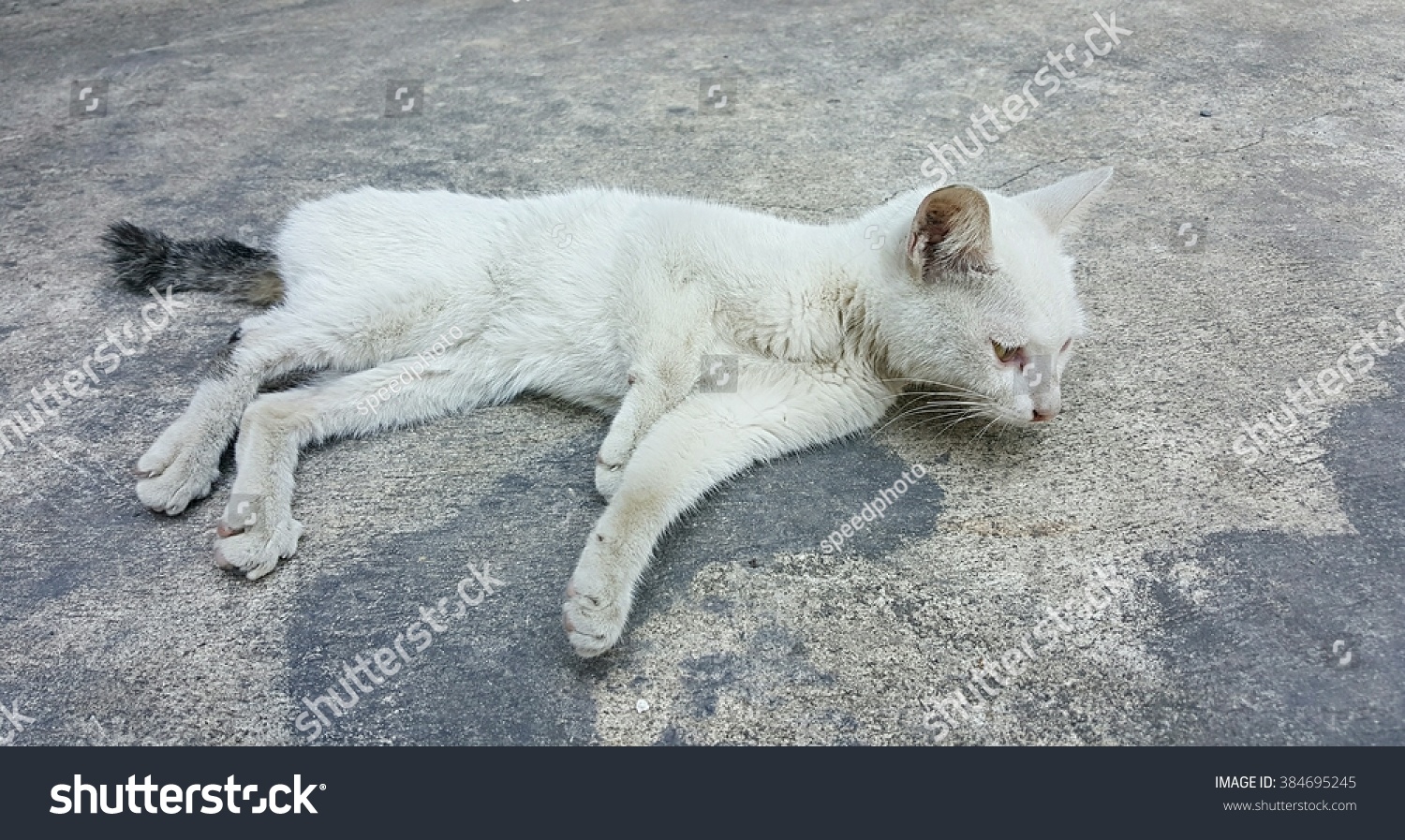 White Cat Sick Basket Stock Photo (Edit 