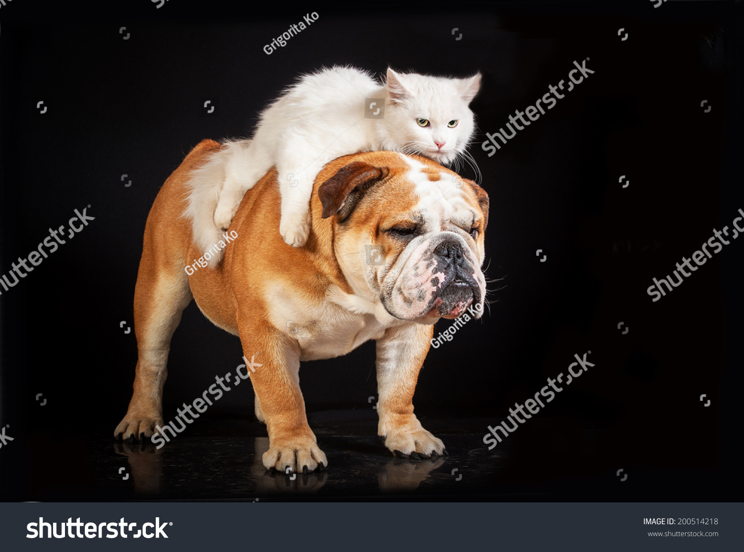 do english bulldogs get along with cats
