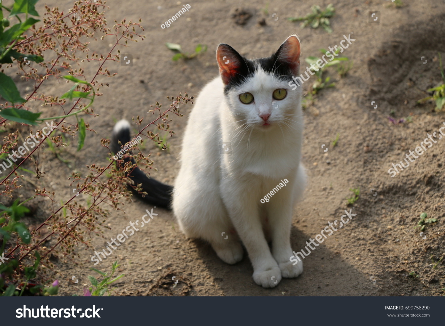 white cat with grey ears and tail