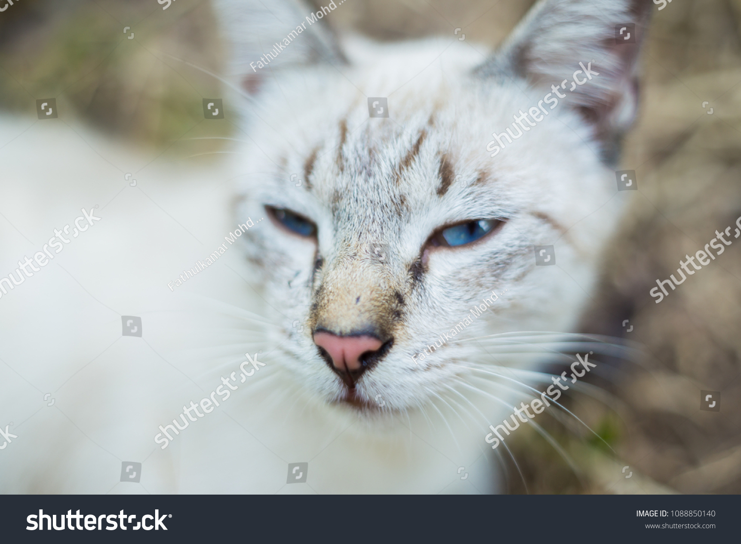 white cat with gray stripes