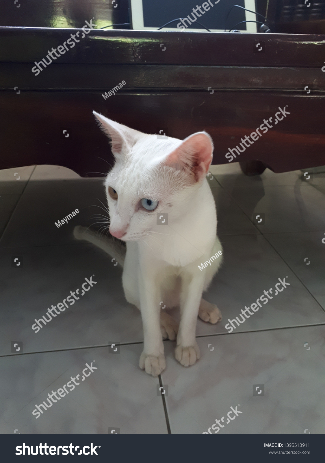 White Cat Odd Eyes Diamond Eye Stock Photo Edit Now 1395513911