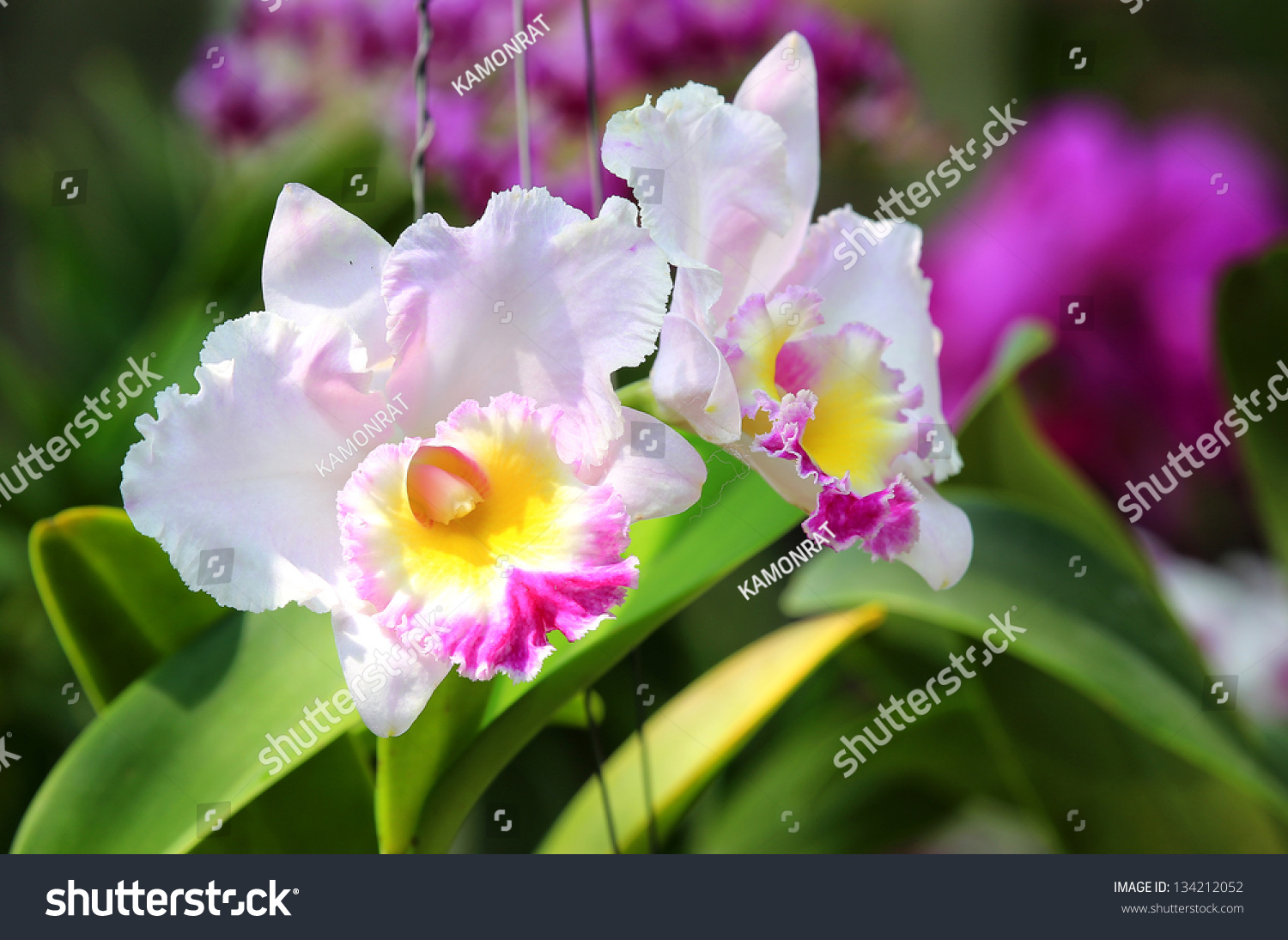 White Cattleya Orchid Flower Stock Photo 134212052 : Shutterstock