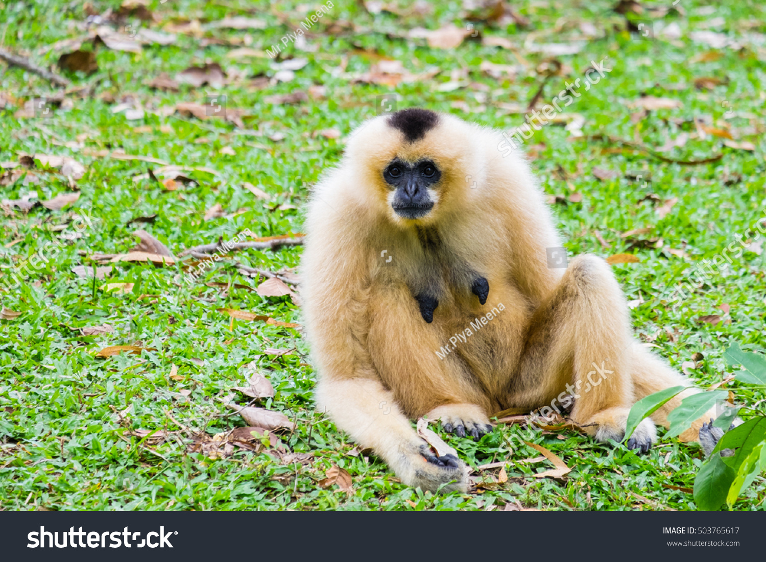 White Cheeked Gibbon Lar Gibbon Stock Photo 503765617 - Shutterstock