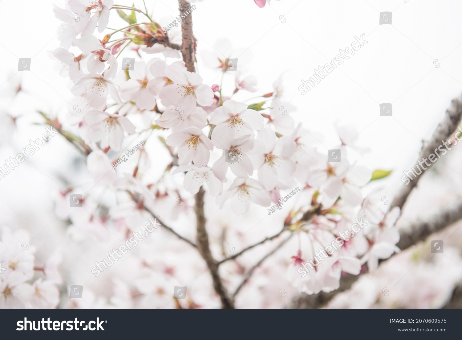 White Cherry Blossom Late Spring Stock Photo 2070609575 | Shutterstock