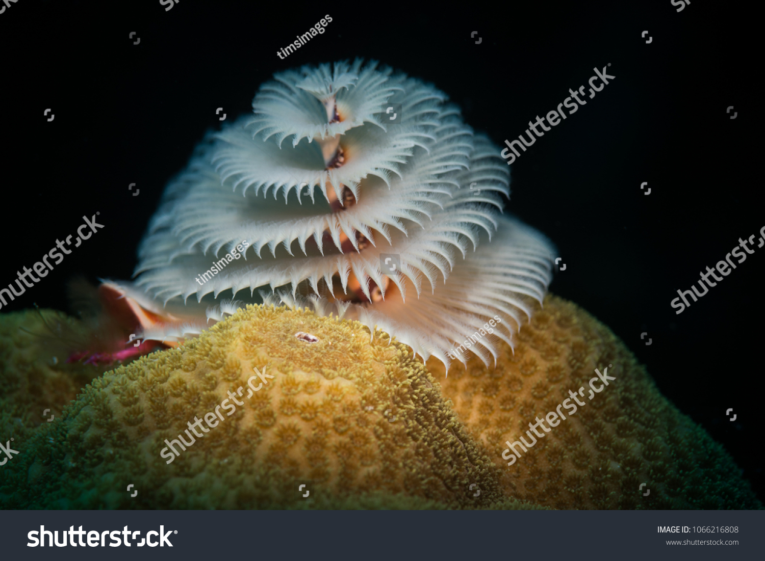 White Christmas Tree Worm Spirobranchus Giganteus Stock Photo ...