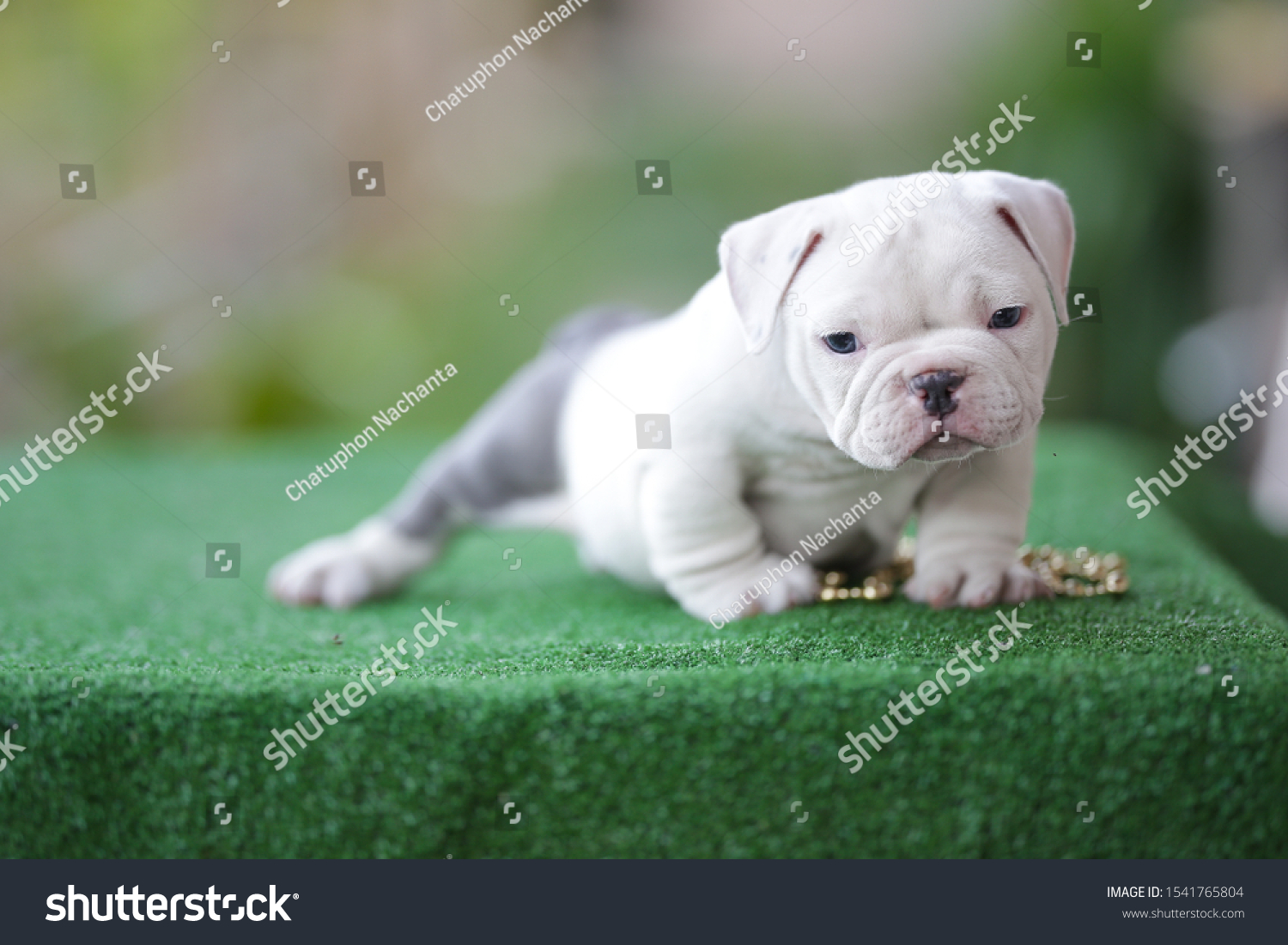 White Color Micro Exotic American Bully Photo De Stock Modifiable