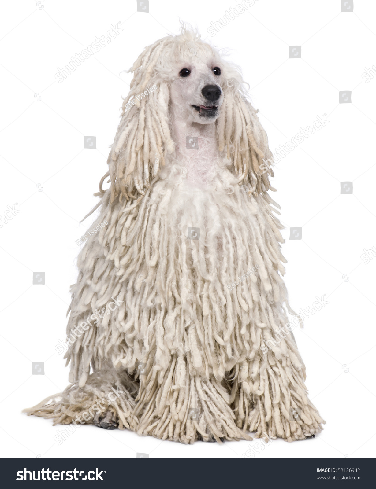 What is a corded poodle?