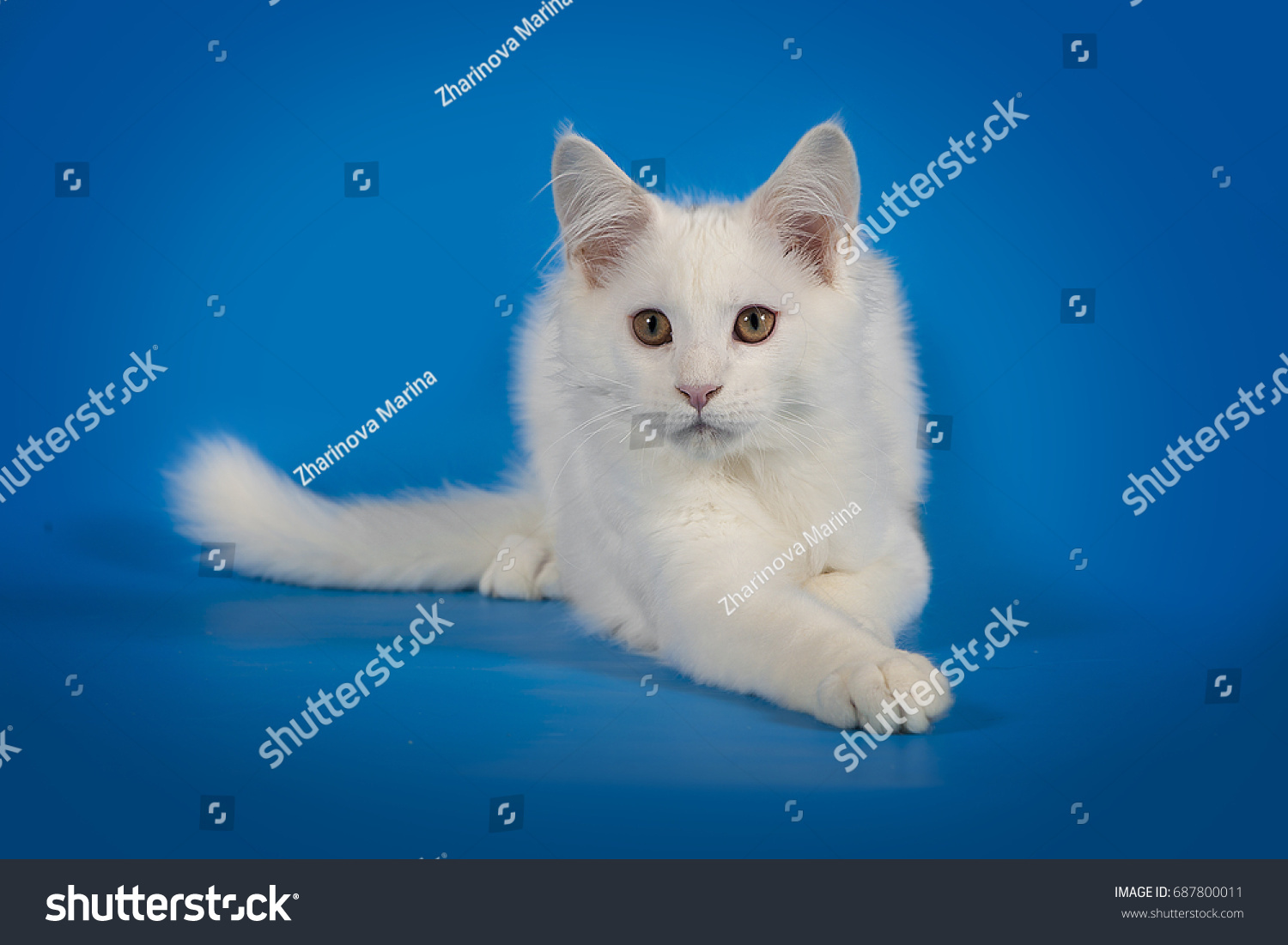 White Cute Kitten Maine Coon On Stock Photo (Edit Now) 687800011