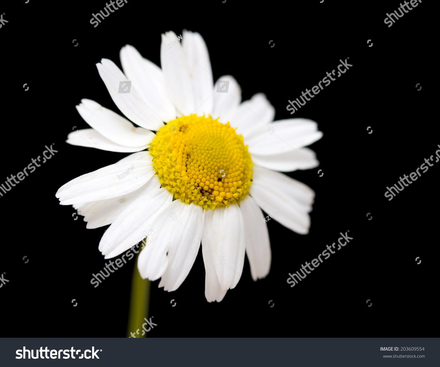 White Daisy Flower Against Black Background Stock Photo 203609554