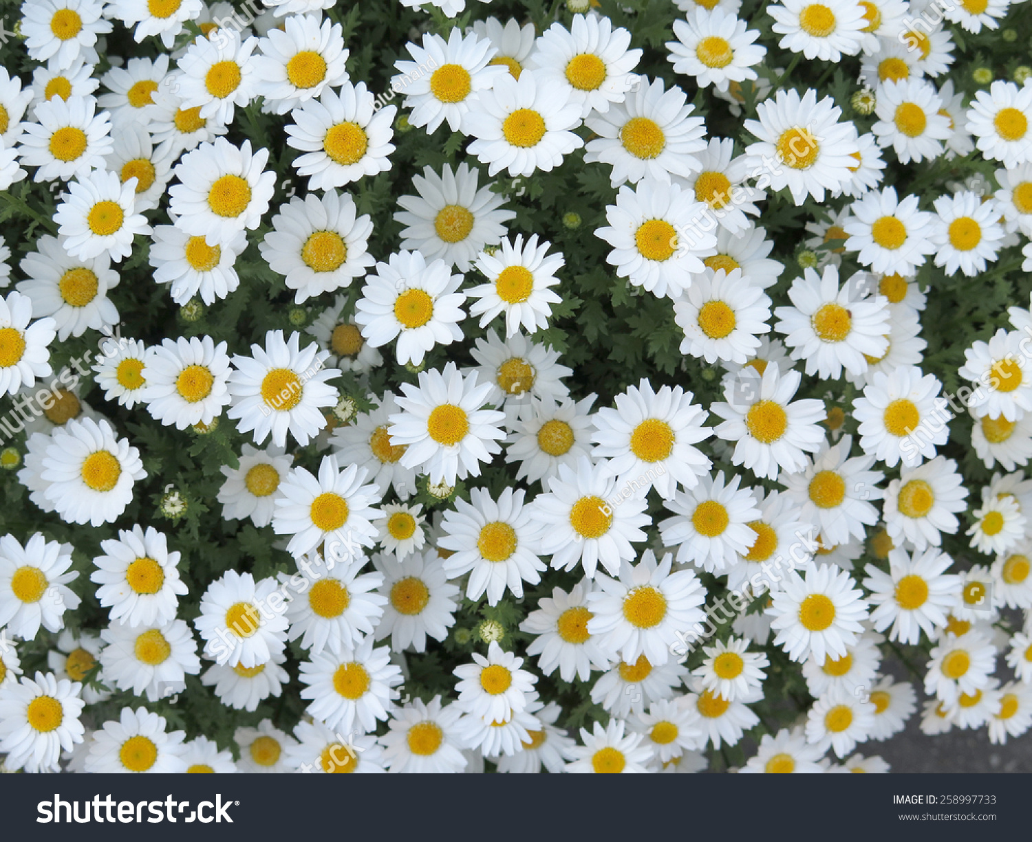 White Daisy Flower Texture Background Stock Photo 258997733 - Shutterstock