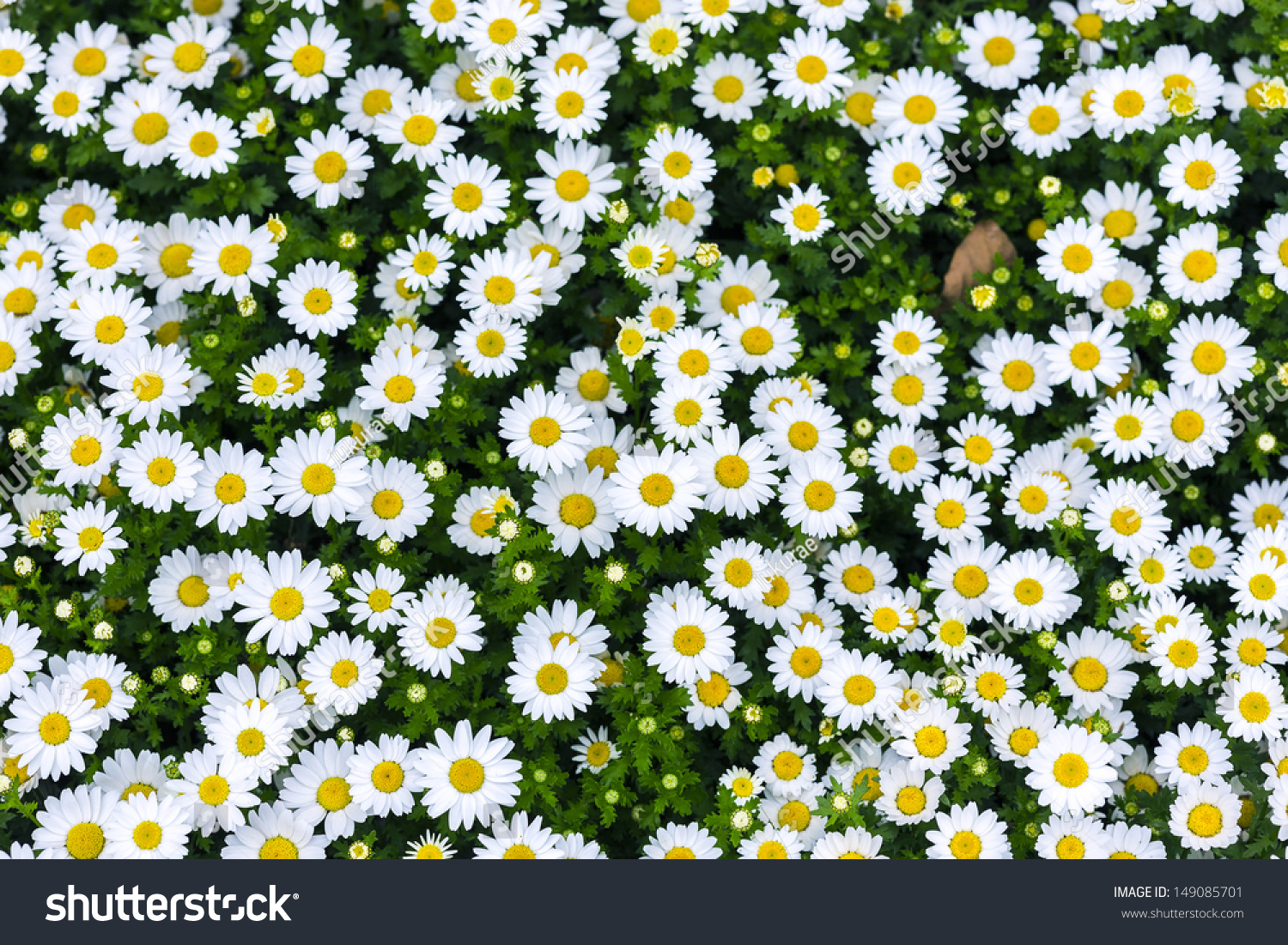 White Daisy Flowers Stock Photo 149085701 : Shutterstock