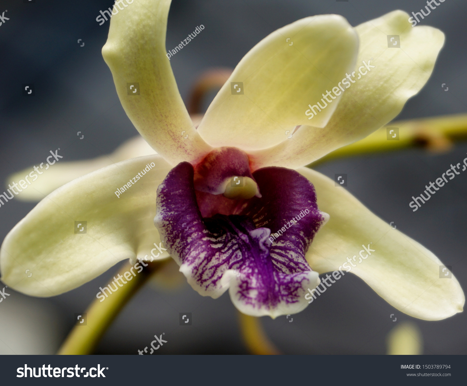 White Dendrobium Orchid Flower Dendrobium Nindii Photo De Stock Modifiable