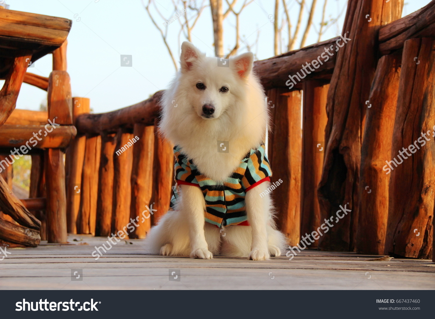 White Dog Japanese Spitz Wear Sweater Stock Photo Edit Now