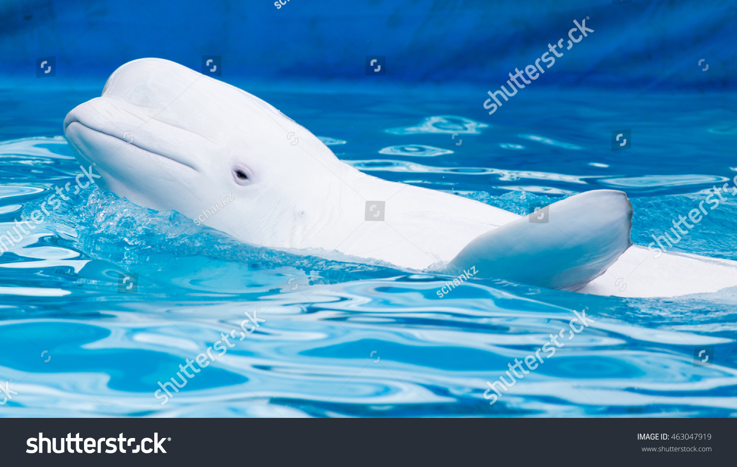 White Dolphin In The Pool Stock Photo 463047919 : Shutterstock