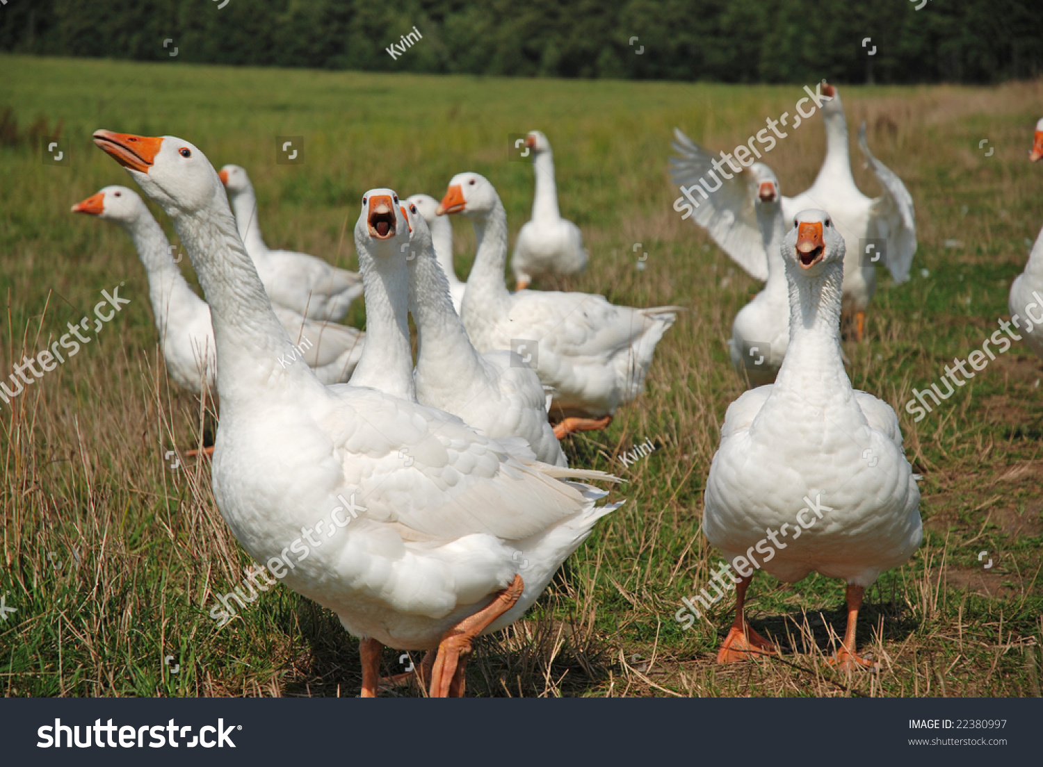 White Domestic Geese Team Stock Photo 22380997 : Shutterstock