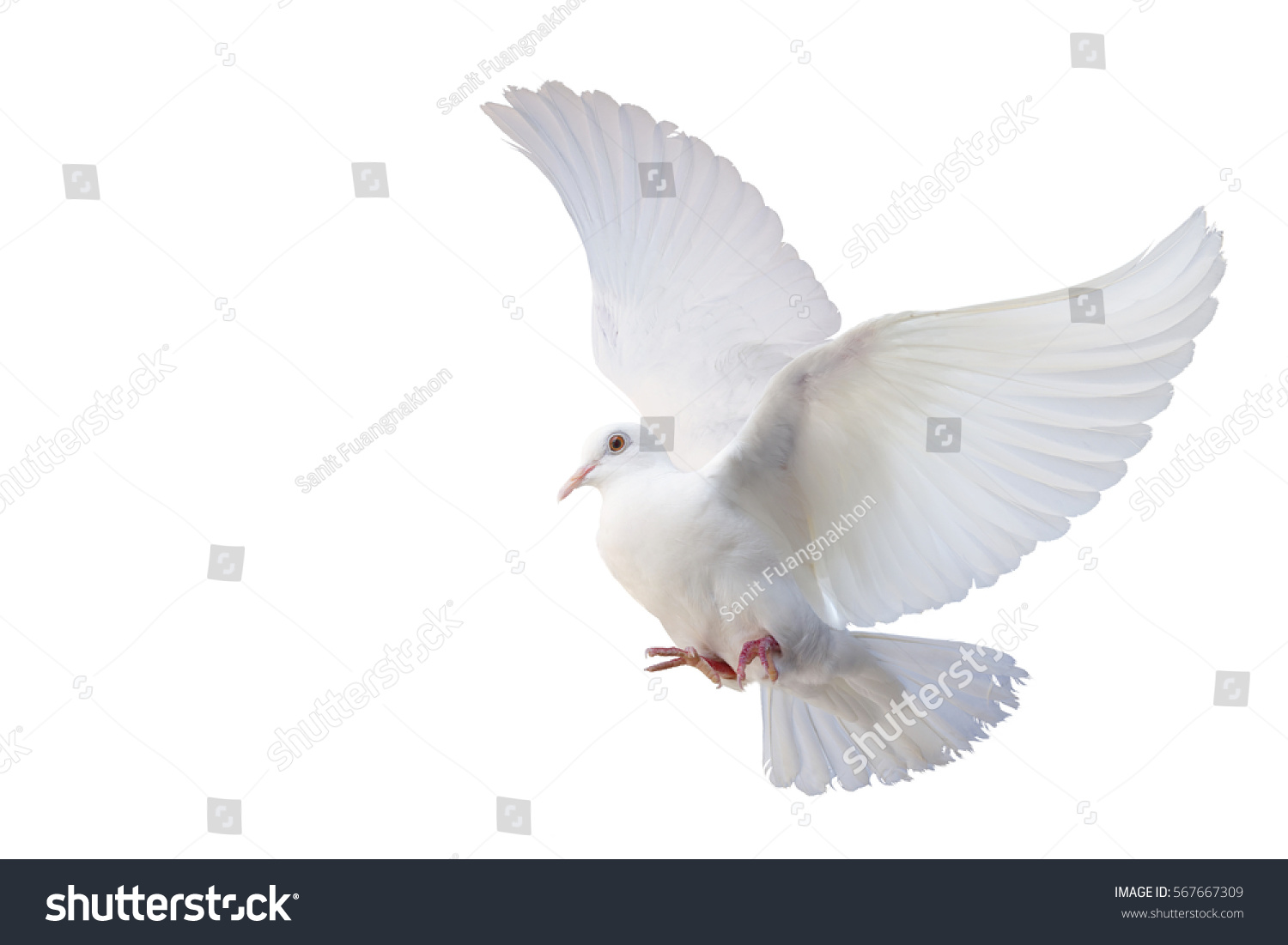 白い背景に白い鳩の自由の翼が飛んでいます これには切り取り線とす の写真素材 今すぐ編集