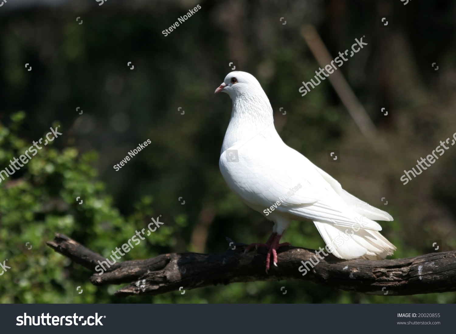 White Dove Sitting On A Branch In The Wild Stock Photo 20020855 ...