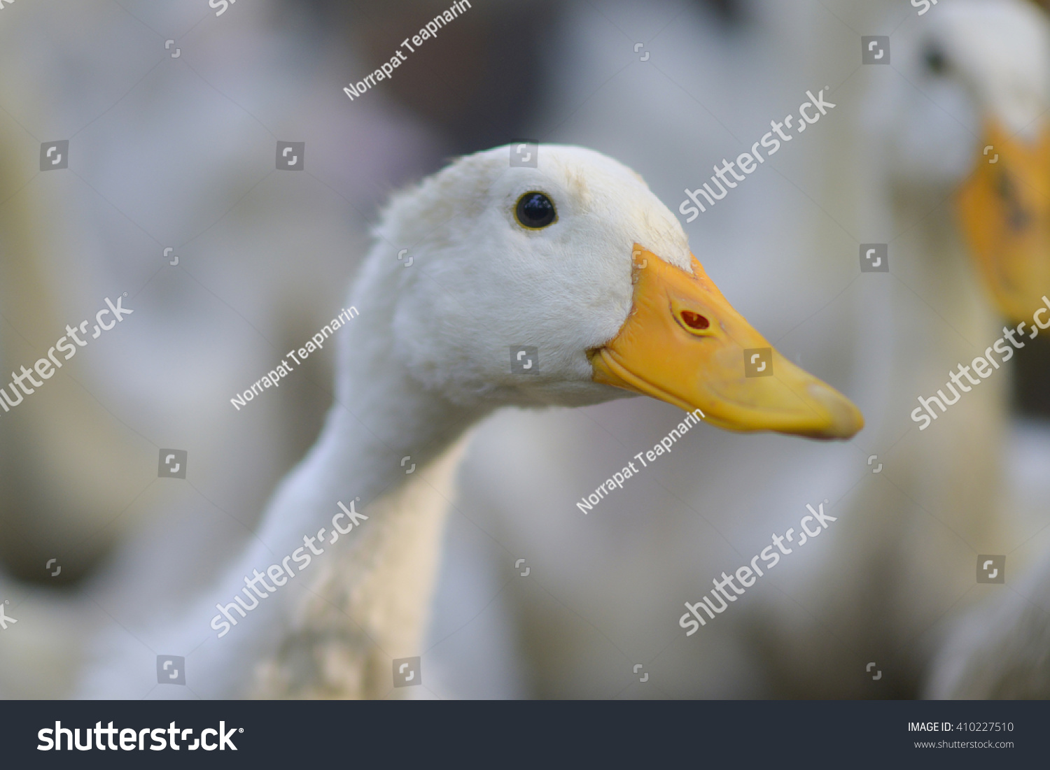 White Duck Stock Photo 410227510 : Shutterstock