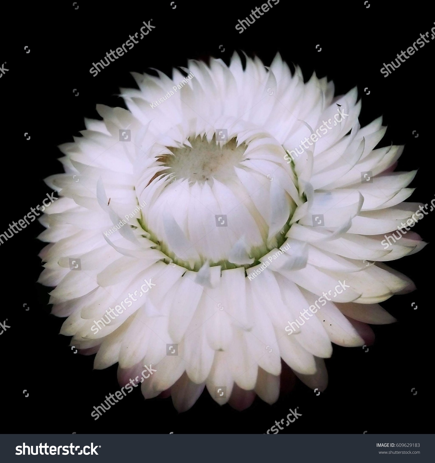 White Everlasting Flower Black Background Refers Stock Photo Edit Now