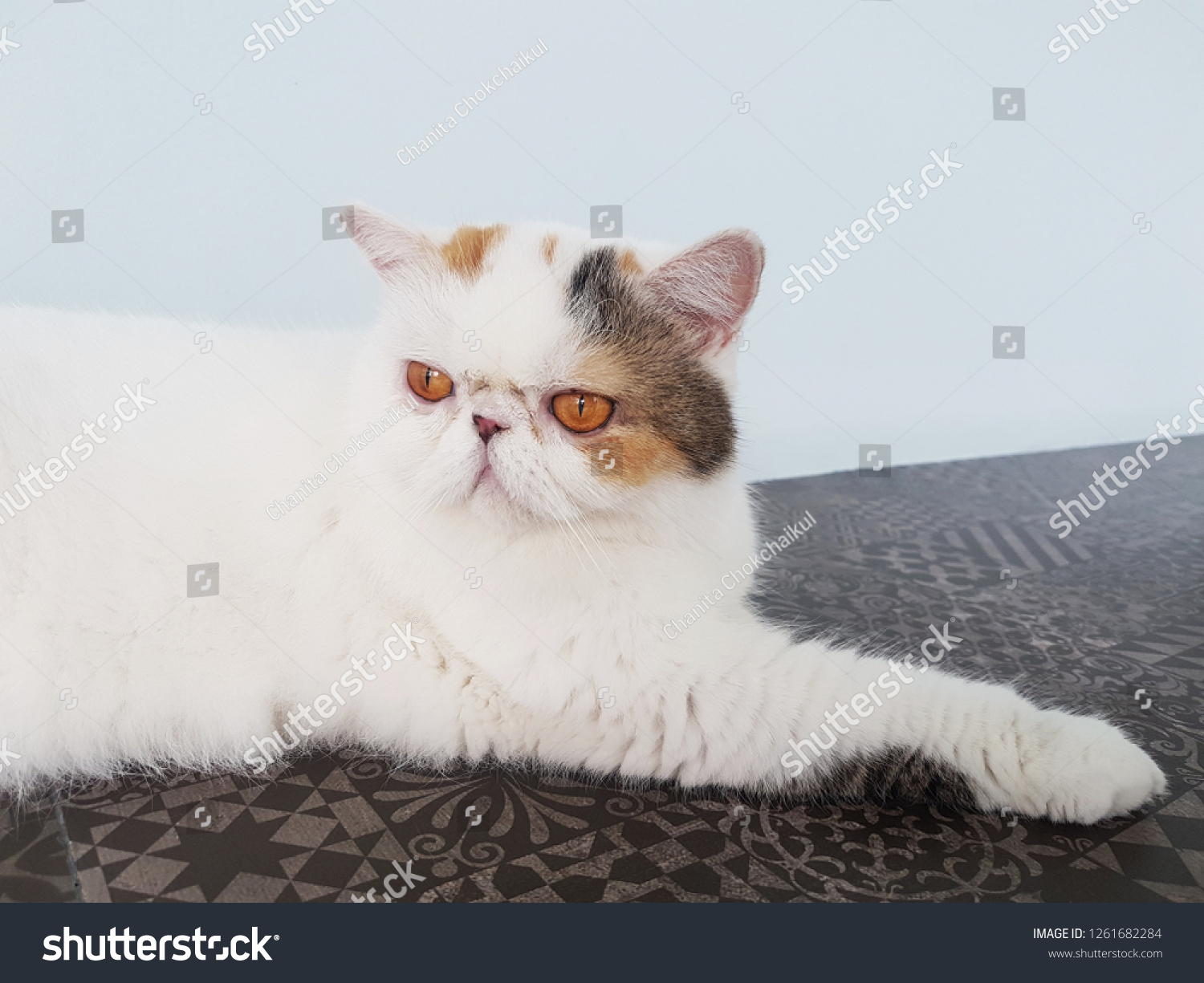 black and white exotic shorthair