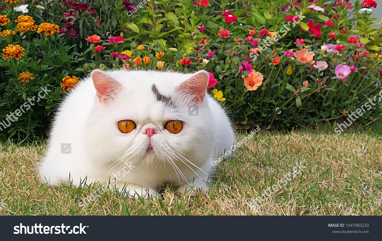 5 356 Exotic Shorthair Images Stock Photos Vectors Shutterstock