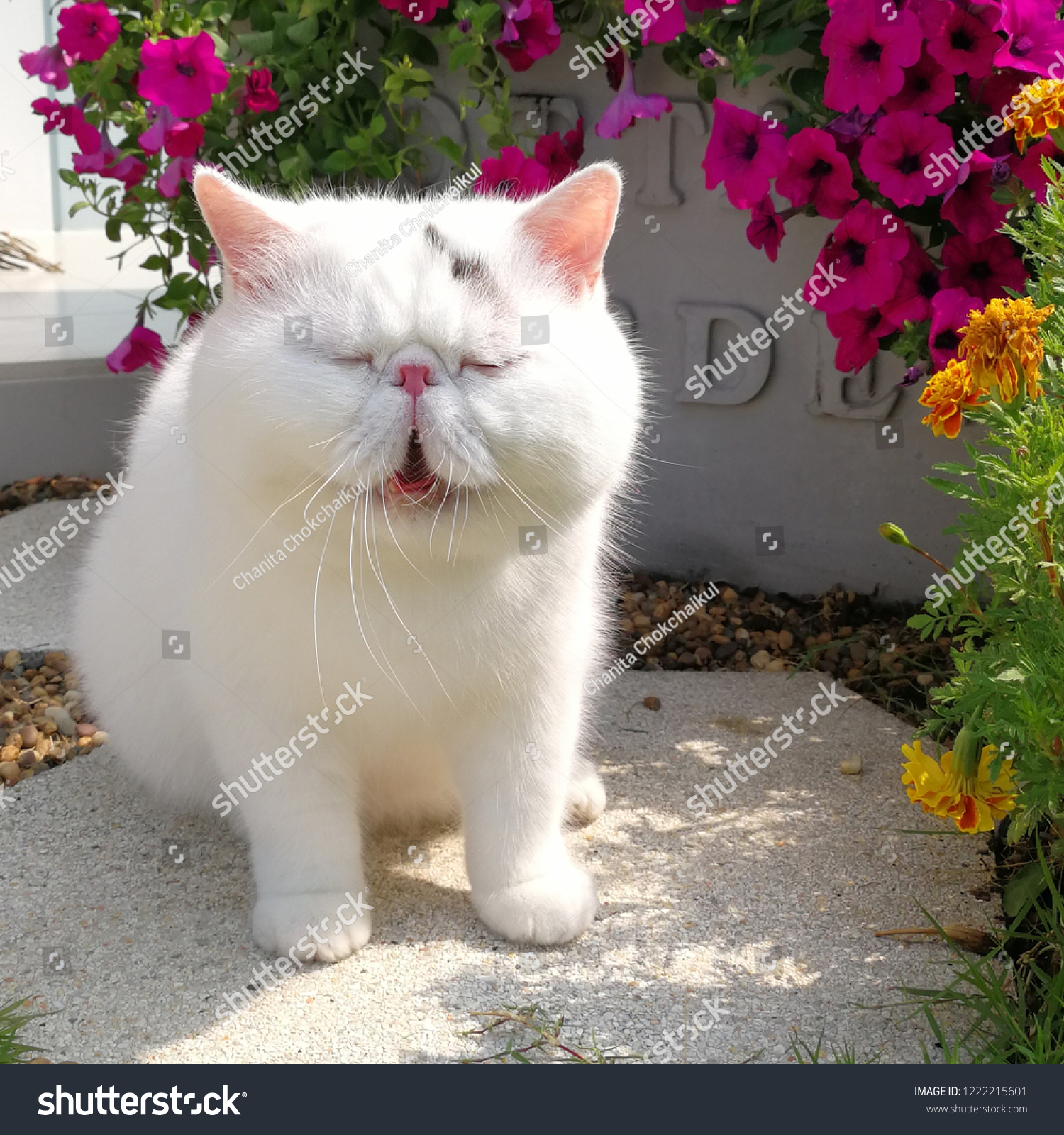 white exotic shorthair cat