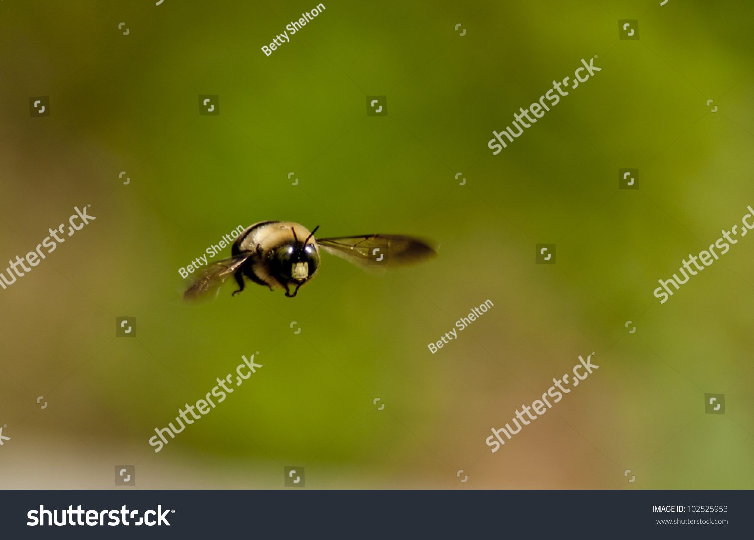 white faced bumble bee        
        <figure class=