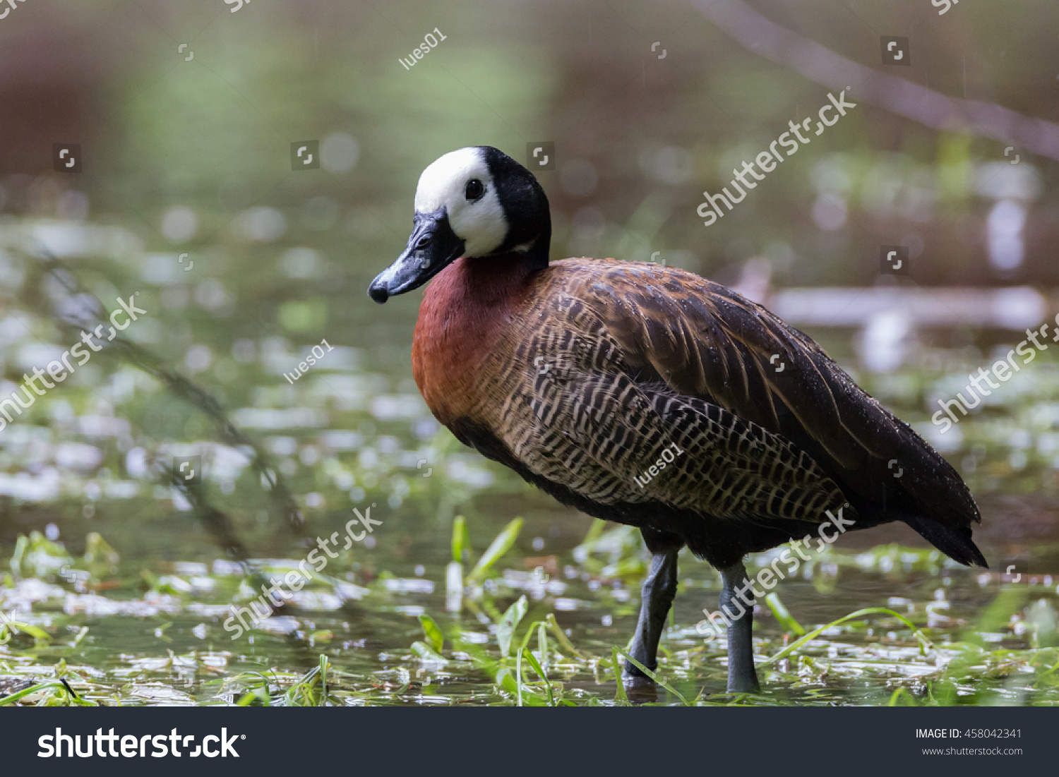 1 025 White Faced Whistling Duck Images Stock Photos Vectors   Stock Photo White Faced Whistling Duck 458042341 