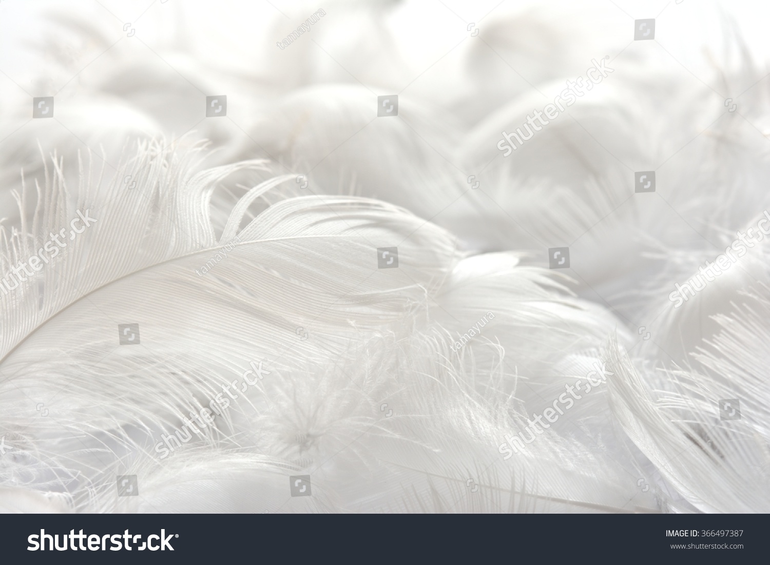 White Feather Background